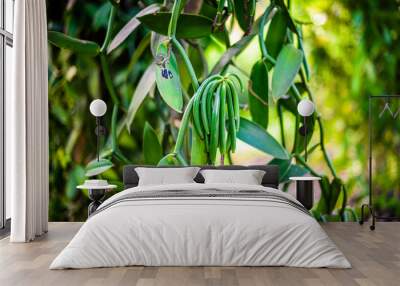 True Vanilla plant - Vanilla planifolia in Seychelles Wall mural