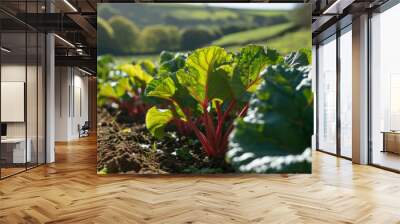 Vibrant rhubarb plants with large green leaves and red stalks in a farm field. Wall mural