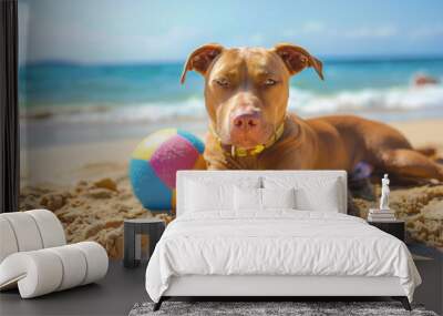 A cute brown pitbull dog lying on the beach with a colorful ball, summer vacation concept. Wall mural