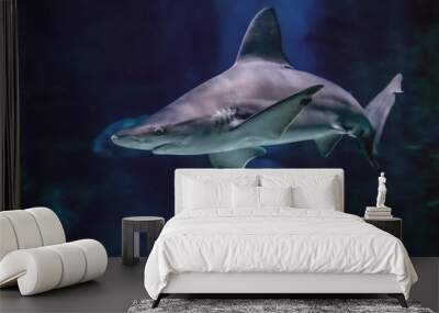 Big bull shark in the clear blue water of Atlantic ocean. Wall mural