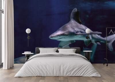 Big shark in the clear blue water of Indian ocean Wall mural