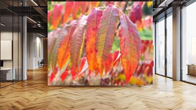 colorful vibrant autumn leaves background Wall mural