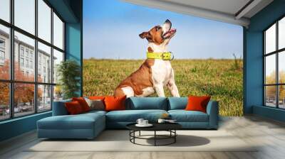 Dog posing in green grass. He is a brown and white staffordshire terrier. Behind him is a blue sky.  Wall mural