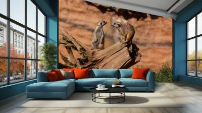 Meerkat - Suricata suricatta - two meerkats sitting perched on a fallen tree trunk and watching what is happening. Wall mural