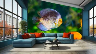 Symphysodon, known as discus, is a genus of cichlids native to the Amazon river basin in South America. The fish has grey an yellow color. Background is green. Wall mural