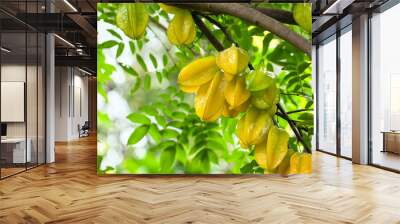 Star fruit ( carambola ) hanging on a tree Wall mural