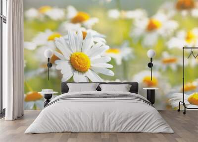 Flowering.  Blooming chamomile field, Chamomile flowers. Wall mural