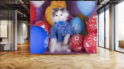 cat in a blue shirt on a background of colorful balloons Wall mural