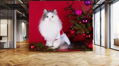 Cat in fancy dress near Christmas tree on a red background isola Wall mural