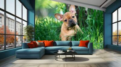 french bulldog puppy playing in the grass Wall mural