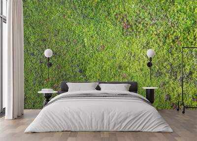 Green moss background texture Wall mural