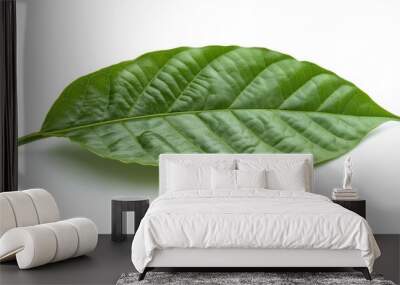 Green cocoa leaf isolated on white background Wall mural