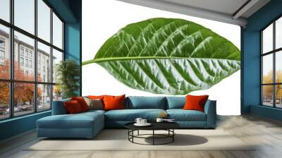 Green cocoa leaf isolated on white background Wall mural