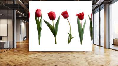 red  tulip isolated on transparent background Wall mural