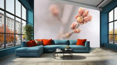 Blossoming buds on tree on natural background in spring day. Macro photo with shallow depth of field. Wall mural