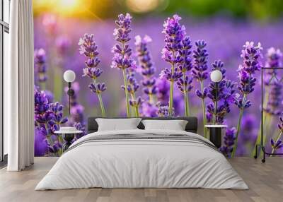 Beautiful close-up of a lavender plant in full bloom Wall mural