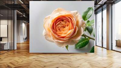 Beautiful peach-colored rose bud, single Mansfield Park spray rose from top view Wall mural