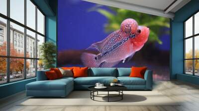 Flowerhorn cichlid in aquarium against a colourful blue and green background Wall mural