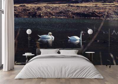 wild swans on the lake Wall mural