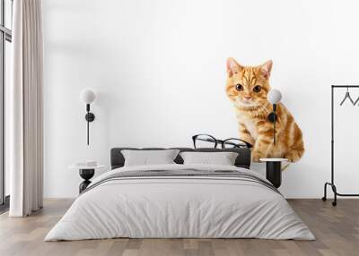 A small red-haired kitten next to a hardcover book, reading glasses, isolated on a white background. Wall mural