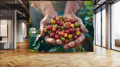 Close-up of a farmers hands holding ripe coffee cherries in a plantation, capturing the essence of coffee cultivation. Wall mural