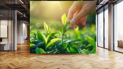 Hand picking tea leaves in the morning sunlight at green farm Wall mural