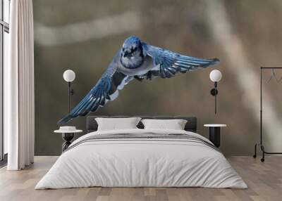 Blue Jays scrapping over food on feeder or perching on branch in groups of one two five birds on winter afternoon Wall mural