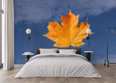 Bright yellow maple leaft held by stem against a bright yellow fall sky Wall mural