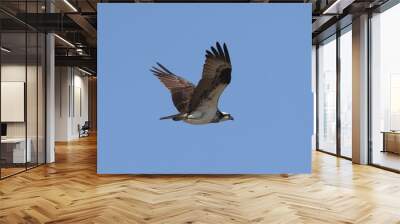 Osprey (fish hawk) flying high above nest with mate, fixing nest, fishing or mating on beautiful early spring day against bright blue sky Wall mural