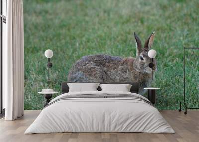 Wild rabbit in backyard in evening light feeding, sharing feeder with squirrels, hopping, eating and washing face Wall mural