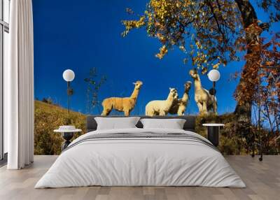 Alpacas on a hill on a clear sunny day Wall mural