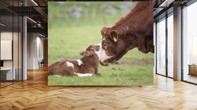 Simmental cow touching face with her newborn calf. Cornwall park. Auckland. Wall mural