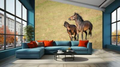 Two playful wild Kaimanawa stallions Wall mural