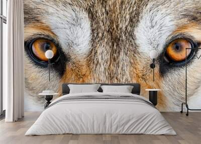  A tight shot of a wolf's expressive eyes amidst a foreground of fallen snow Snow-covered ground extends into the background Wall mural