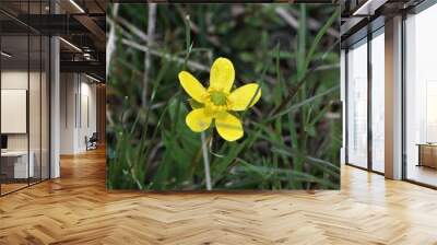 Sagebrush Buttercup in grass Wall mural