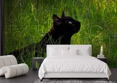 Black cat in bird hunting position Wall mural