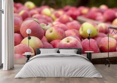 Ripe apples in a container, harvesting in the garden. Wall mural