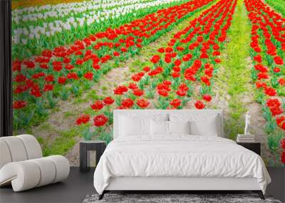 Beautiful bouquet of tulips in spring season . Wall mural