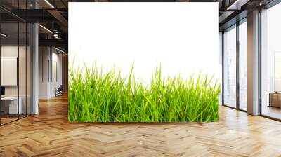 Fresh spring green grass with soil isolated on white background. Wall mural