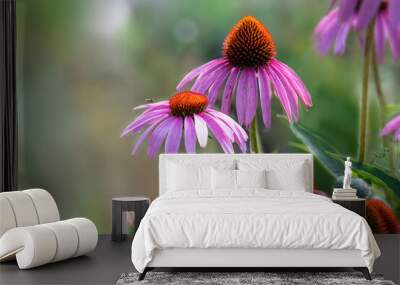 Echinacea purpurea purple coneflower during the summer months. Wall mural