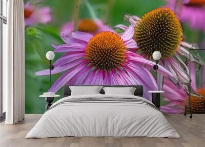 Echinacea purpurea purple coneflower during the summer months. Wall mural