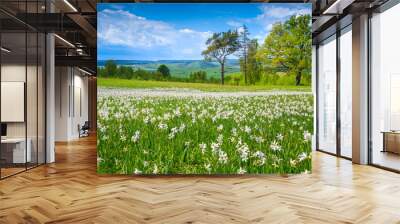 Beautiful summer scenery and white daffodils flowers on the meadows Wall mural