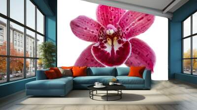 Beautiful red and white colored orchid blossom flower, close up, isolated image on transparent background, spring, summer Wall mural