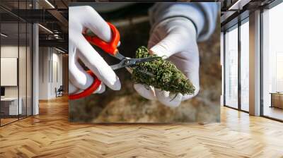 Hands in white gloves trimming Cannabis or Marijuana buds Wall mural