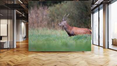 Red deer in a clearing in the wild Wall mural