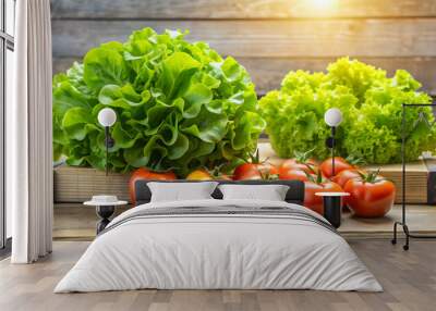 Fresh hydroponic lettuce and tomato, healthy vegetarian diet, organic vegetables, hydroponic, lettuce, tomato Wall mural