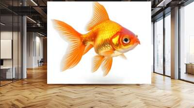 Orange Goldfish Isolated on White Background. Wall mural