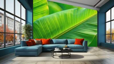 Tropical green banana tree leaf on background, tropical, green, banana, tree, leaf, isolated,background, nature, plant Wall mural