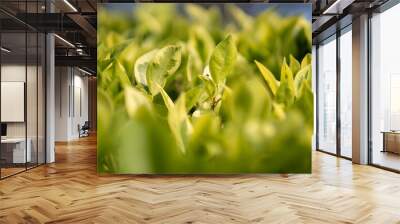 Close up of  yellow and green leaf background Wall mural