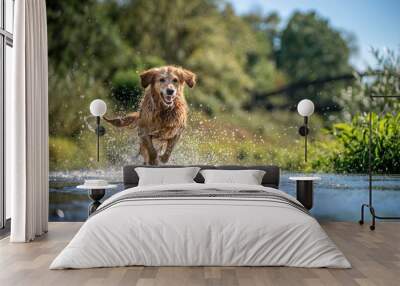 dog in water Wall mural